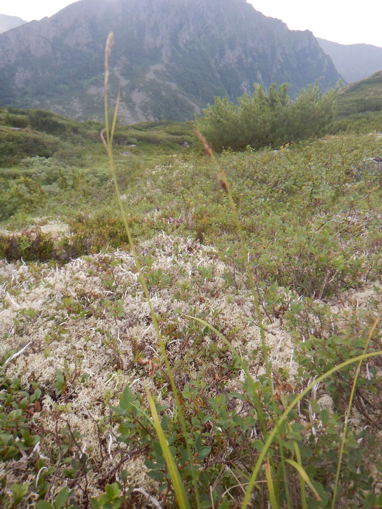 Image of Carex rigidioides (Gorodkov) V. I. Krecz.