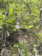 Image of Myripnois dioica Bunge