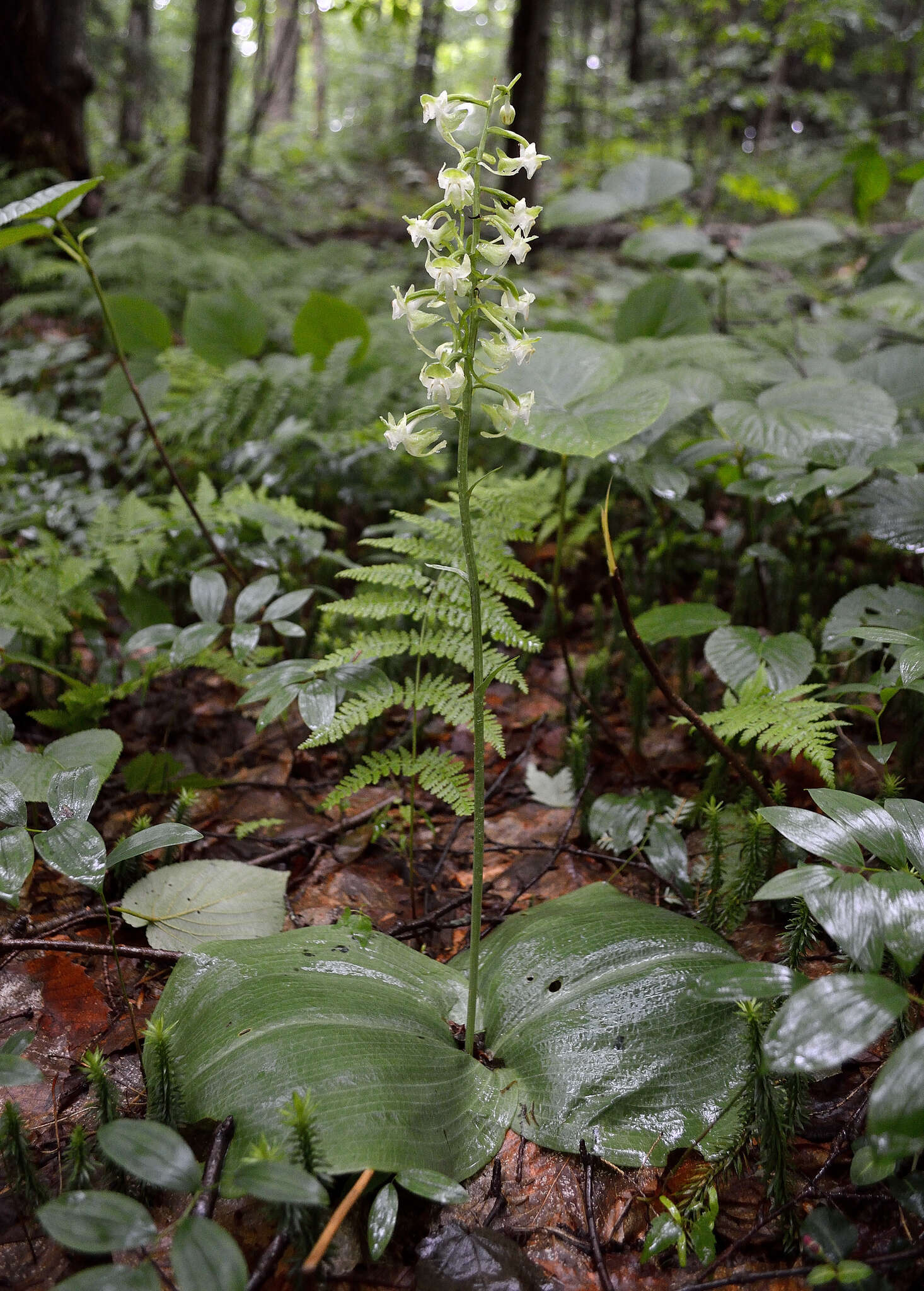 Слика од Platanthera orbiculata var. macrophylla (Goldie) Luer