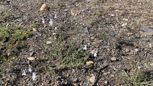 Plancia ëd Linaria nigricans Lange