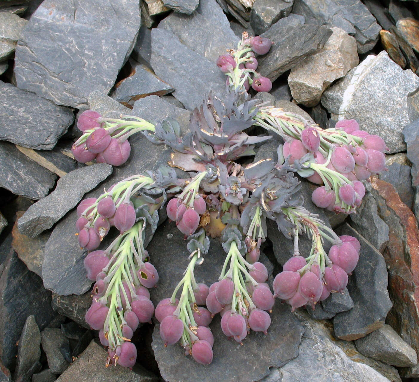 Image de Pseudovesicaria digitata (C. A. Mey.) Rupr.