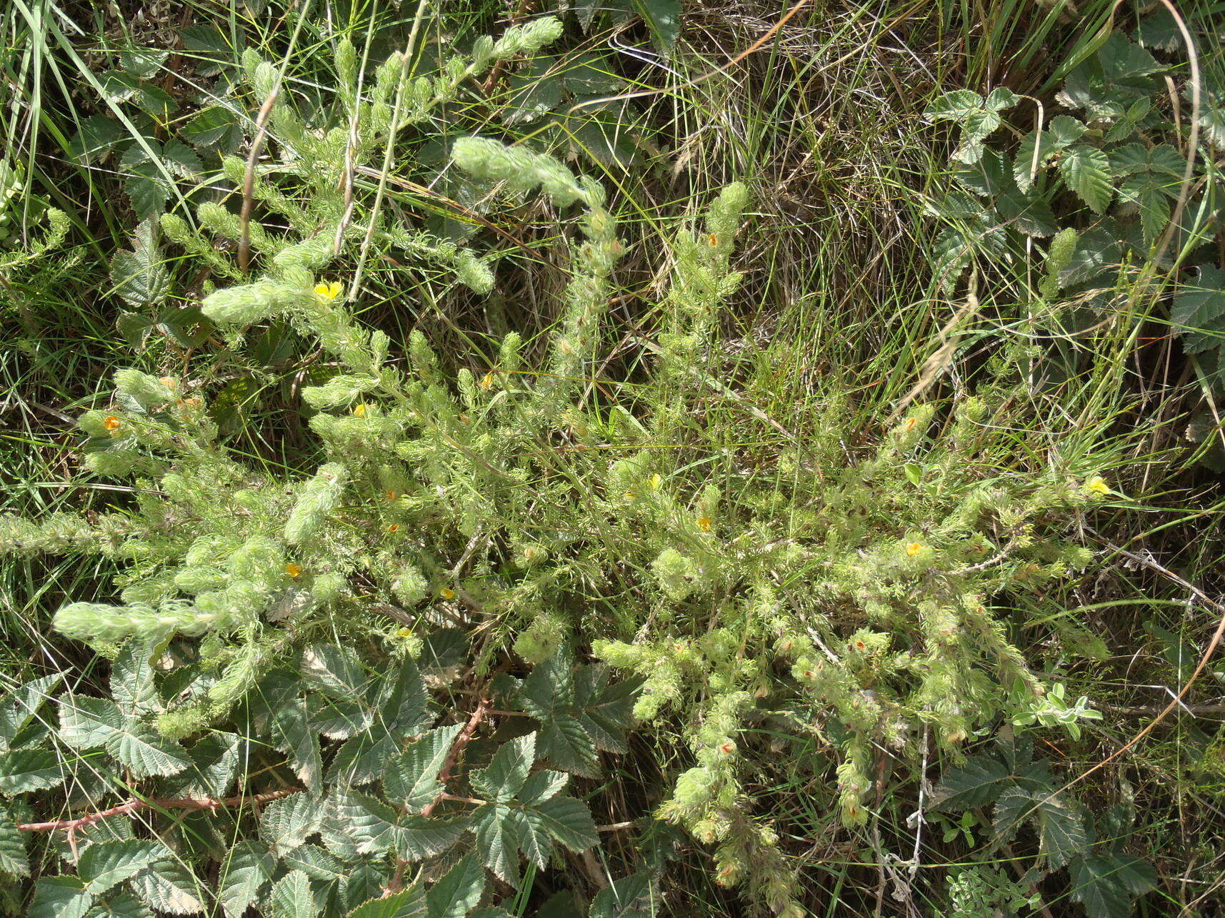 Image of Aspalathus asparagoides subsp. asparagoides