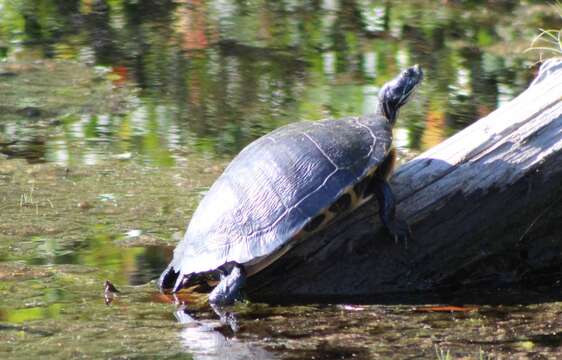 Image of Florida Cooter