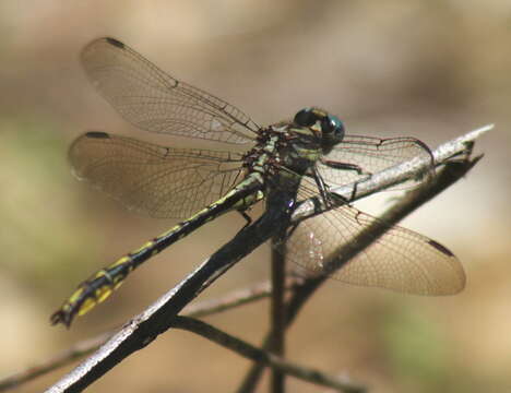 Image of Phanogomphus oklahomensis (Pritchard 1935)