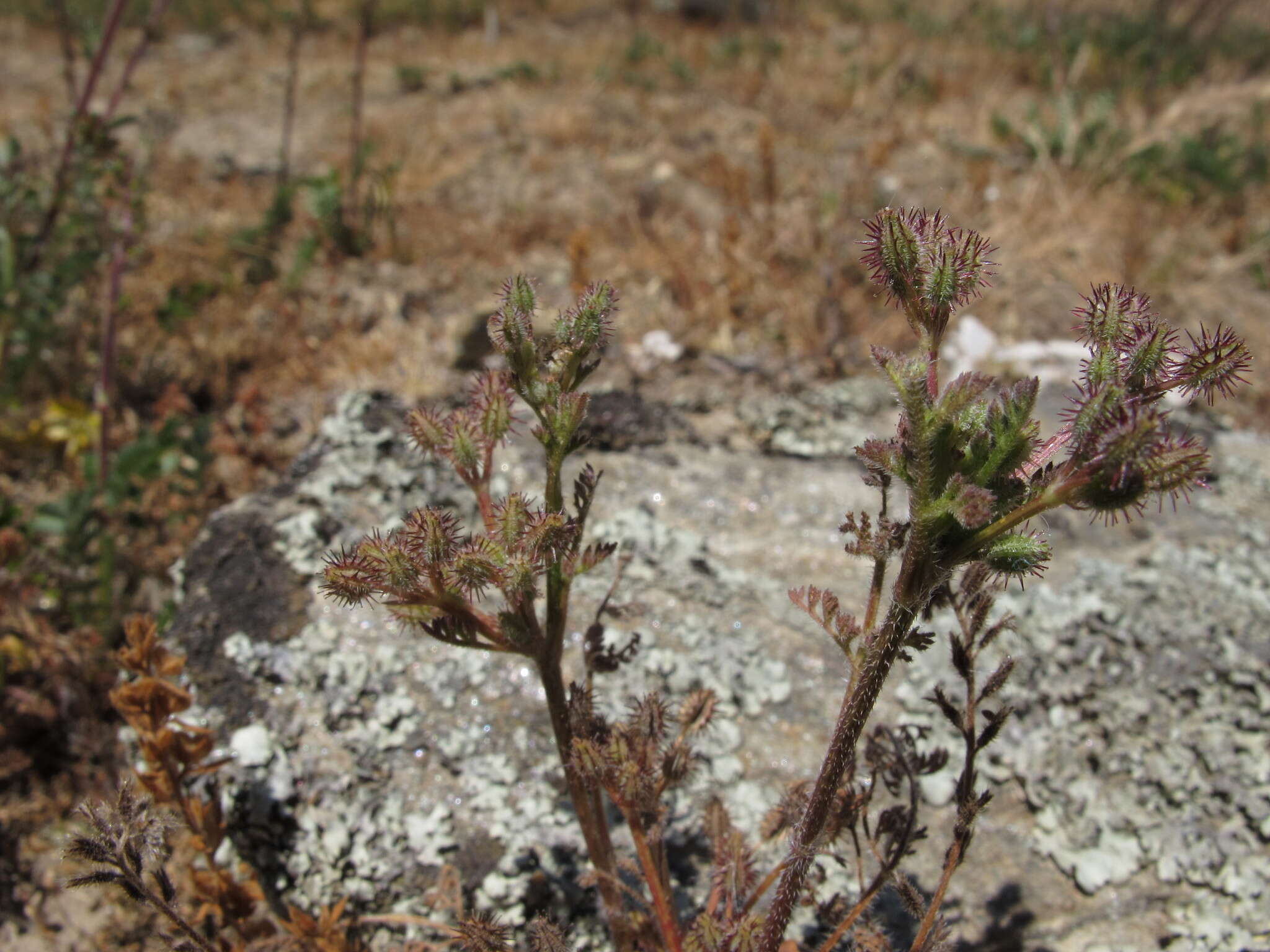 Imagem de Daucus glochidiatus (Labill.) Fischer, C. Meyer & Ave Lall.