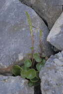 Image of Horizontal navelwort