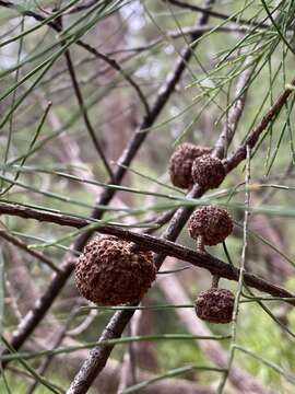 Image of Allocasuarina decussata (Benth.) L. A. S. Johnson