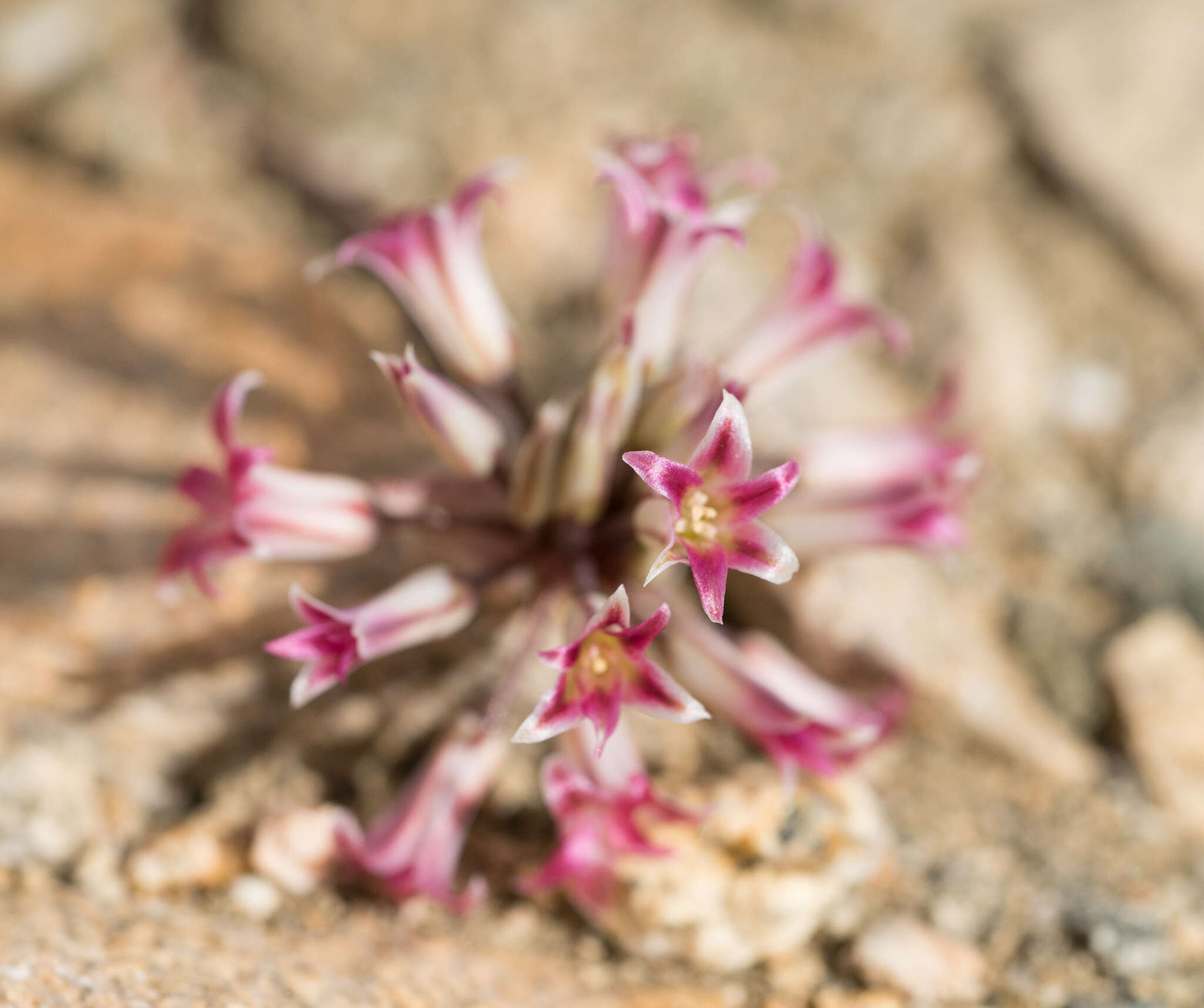 Image of Parish's onion