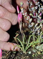 Image of Hesperantha lithicola J. C. Manning & Goldblatt