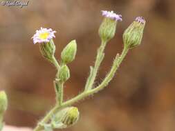 Plancia ëd Lachnophyllum noeanum Boiss.