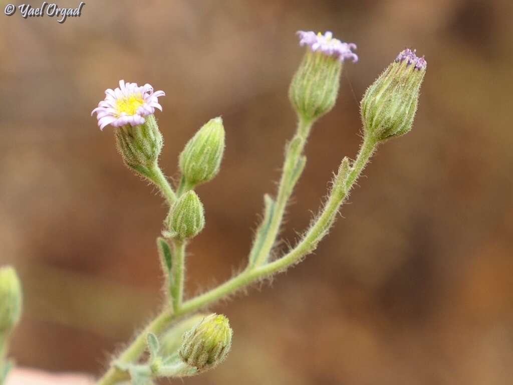 Image of Lachnophyllum noeanum Boiss.