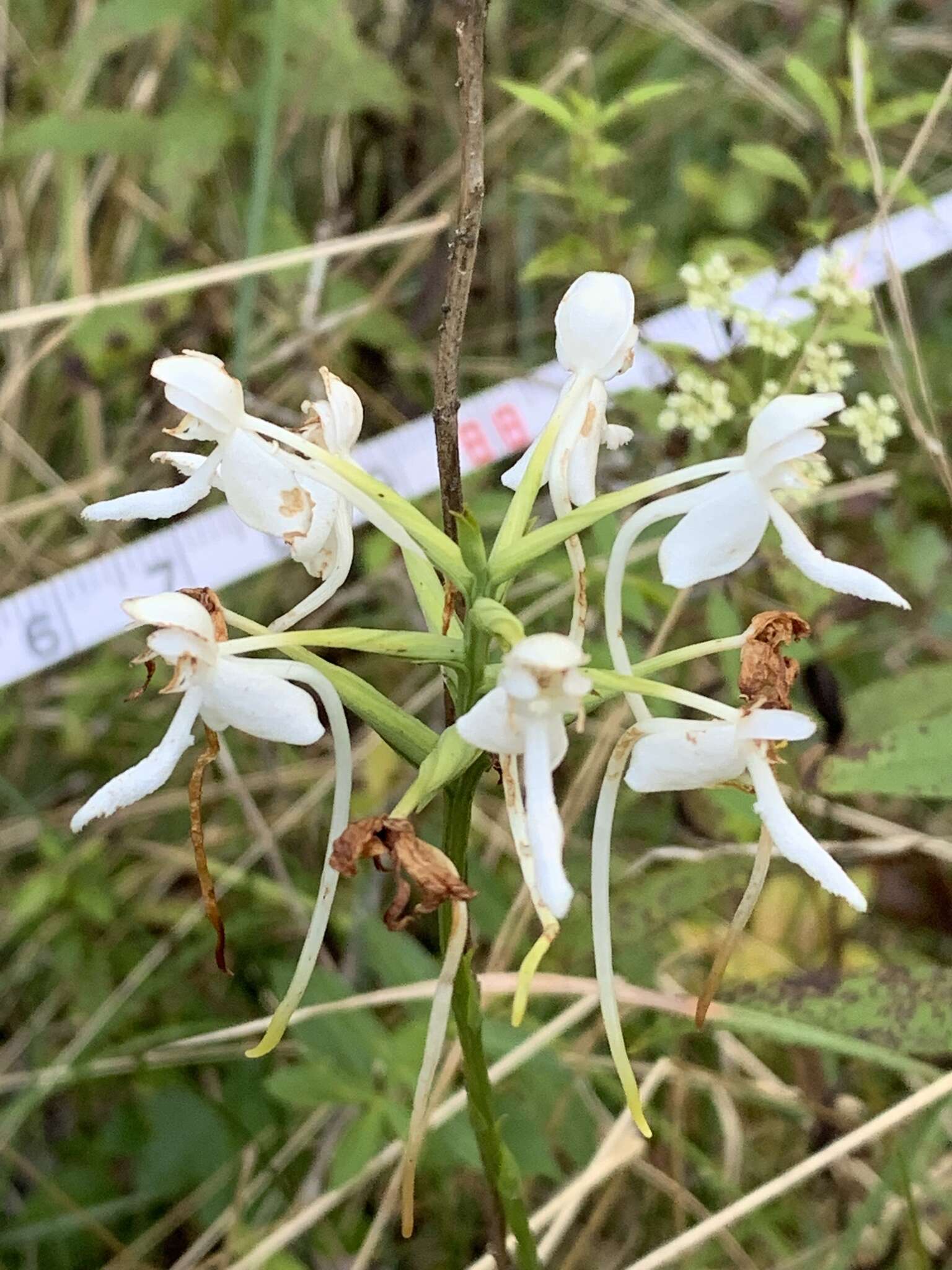 Image of White Fringeless Orchid