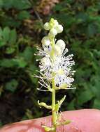 Image of Arizona bugbane