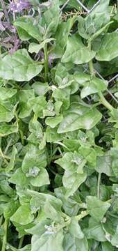 Image of spinach