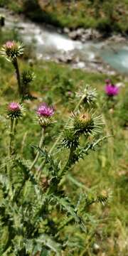 Imagem de Carduus defloratus subsp. defloratus