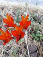 Image of Alstroemeria ligtu subsp. simsii (Spreng.) Ehr. Bayer