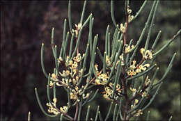 Image of Hakea epiglottis Labill.