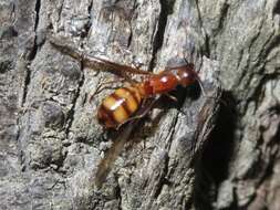 Image of Camponotus conspicuus (Smith 1858)