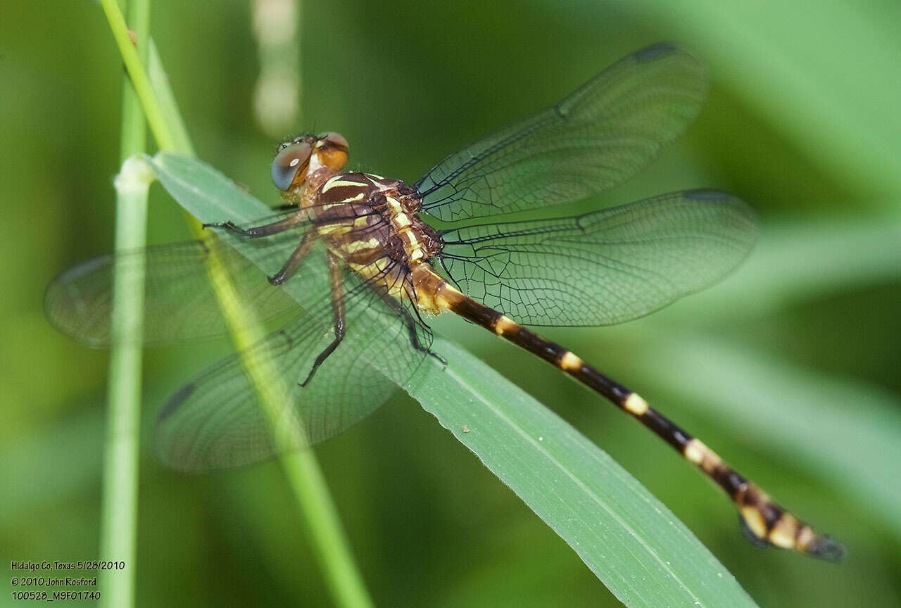 Image of Ringed Forceptail