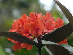 Image of Rhododendron fallacinum Sleum.