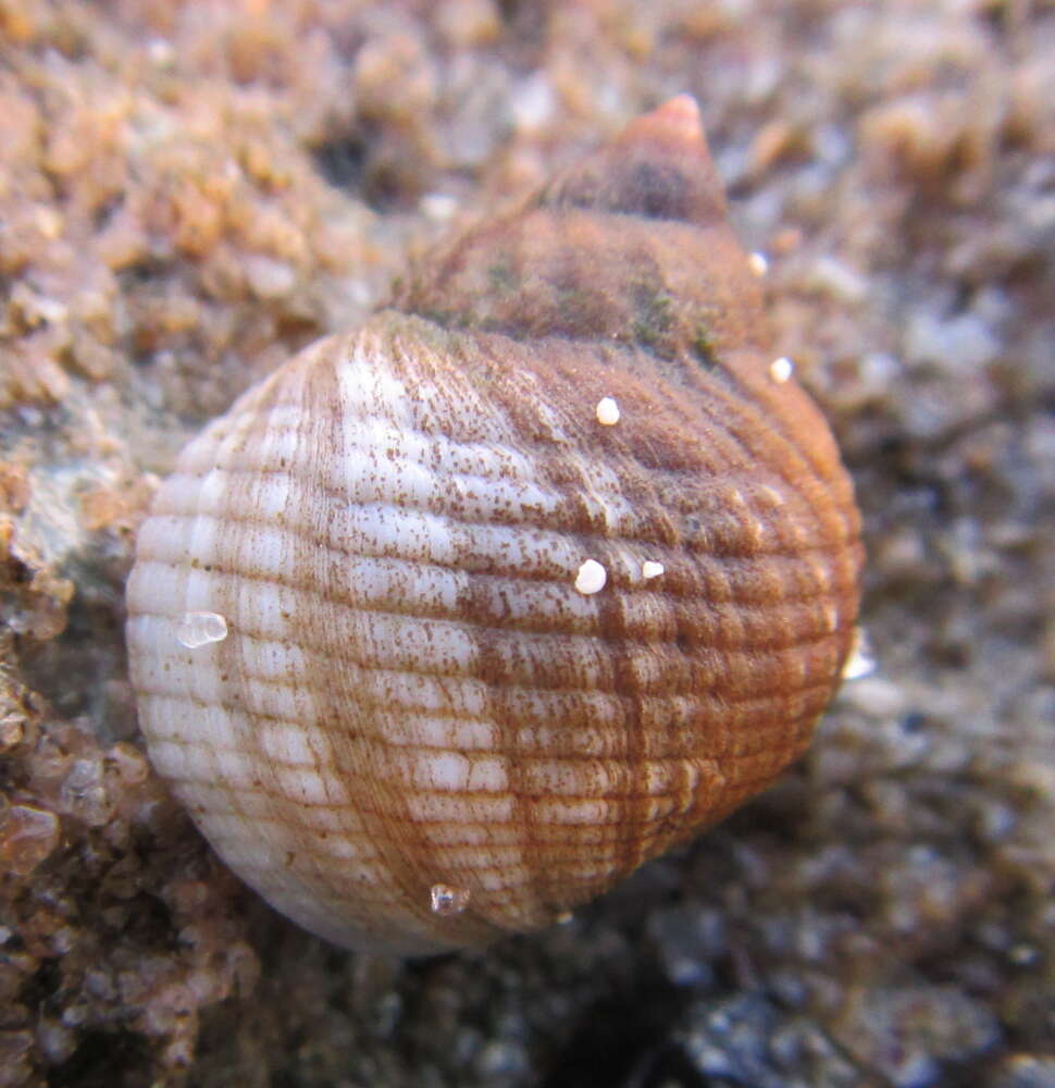 Imagem de Echinolittorina australis (Gray 1826)