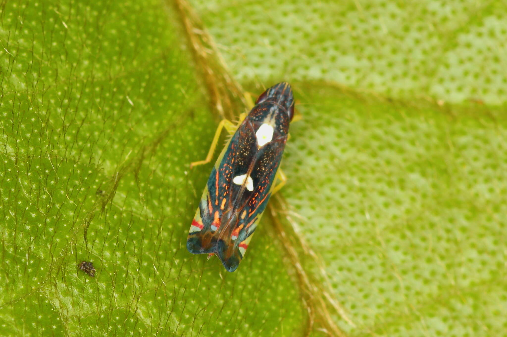 Image of Diedrocephala variegata (Fabricius 1775)