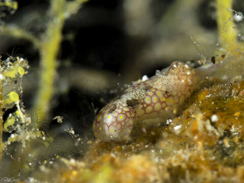 Image of Odontoglaja mosaica Gosliner 2011