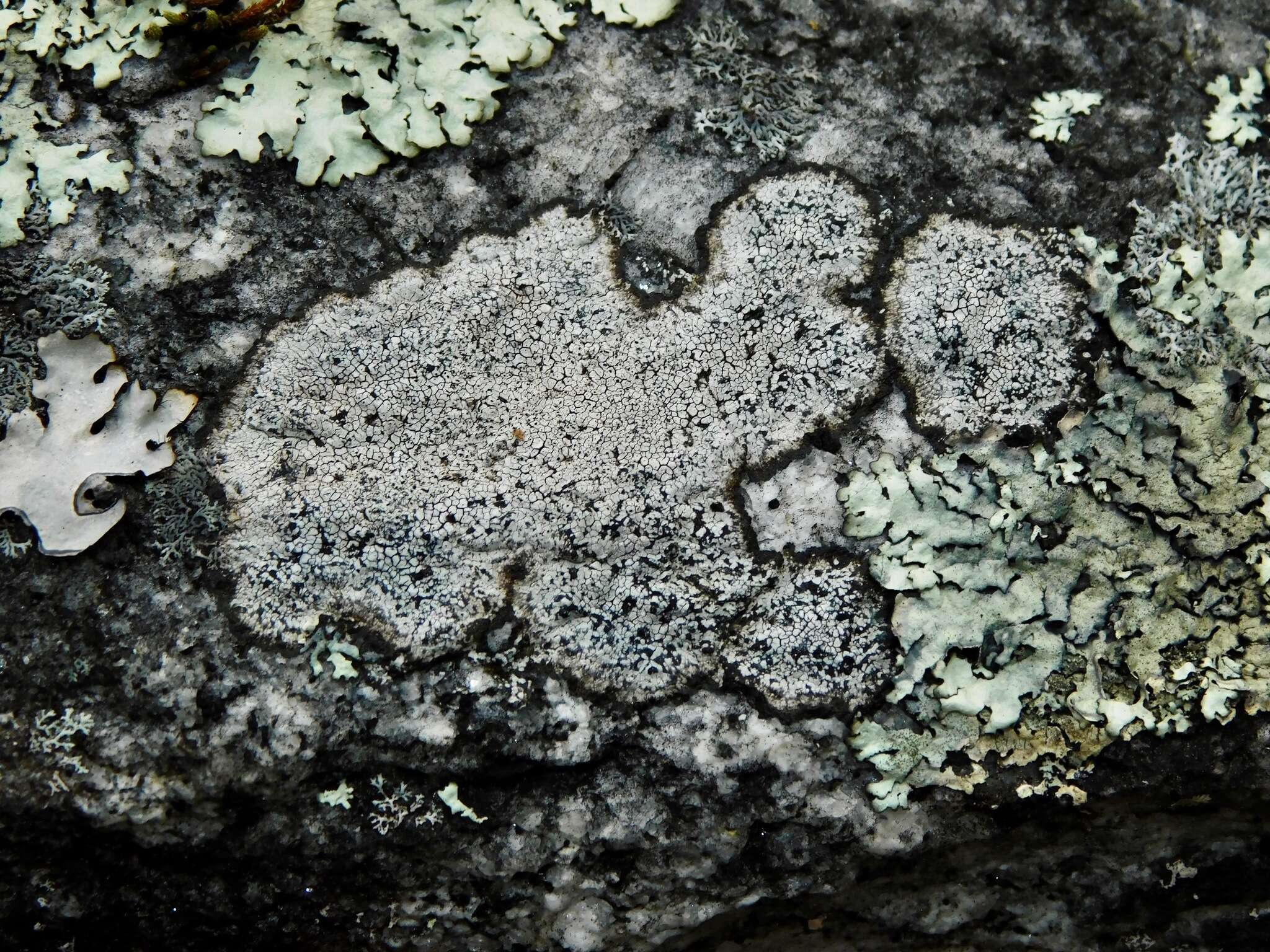 Image of disc lichen