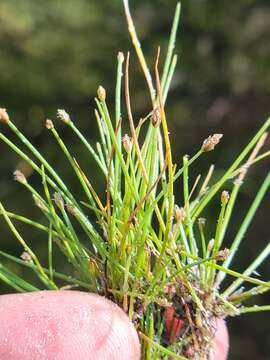 Image de Eleocharis flavescens var. flavescens