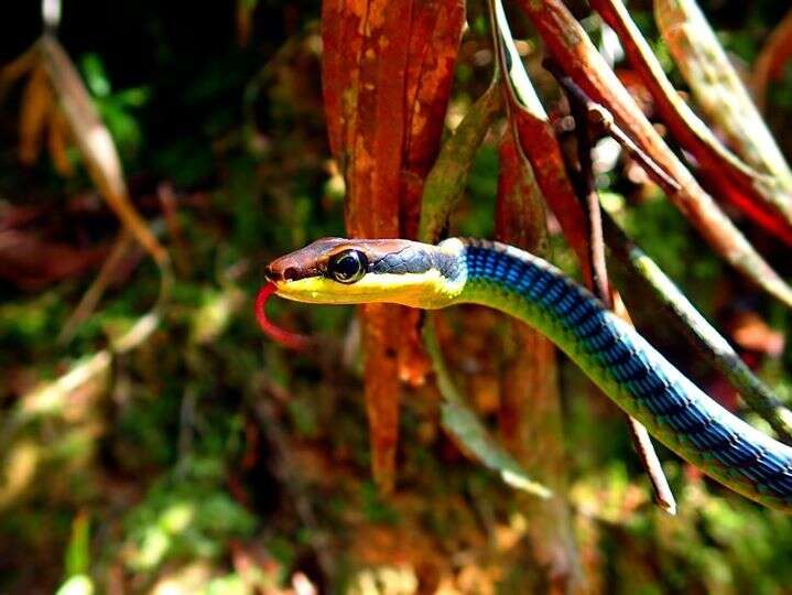 Слика од Dendrelaphis cyanochloris (Wall 1921)