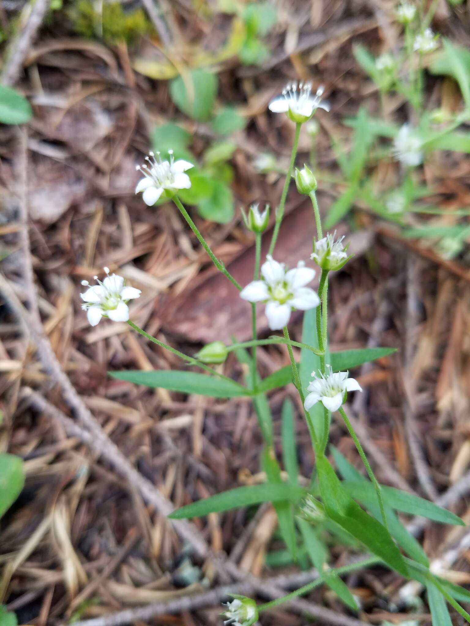 Слика од Moehringia macrophylla (Hook.) Fenzl