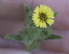 Image of slender tarweed