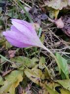 Image of showy colchicum