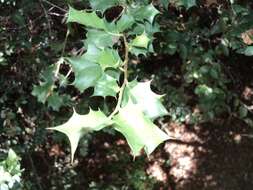 Griselinia jodinifolia (Griseb.) Taub.的圖片