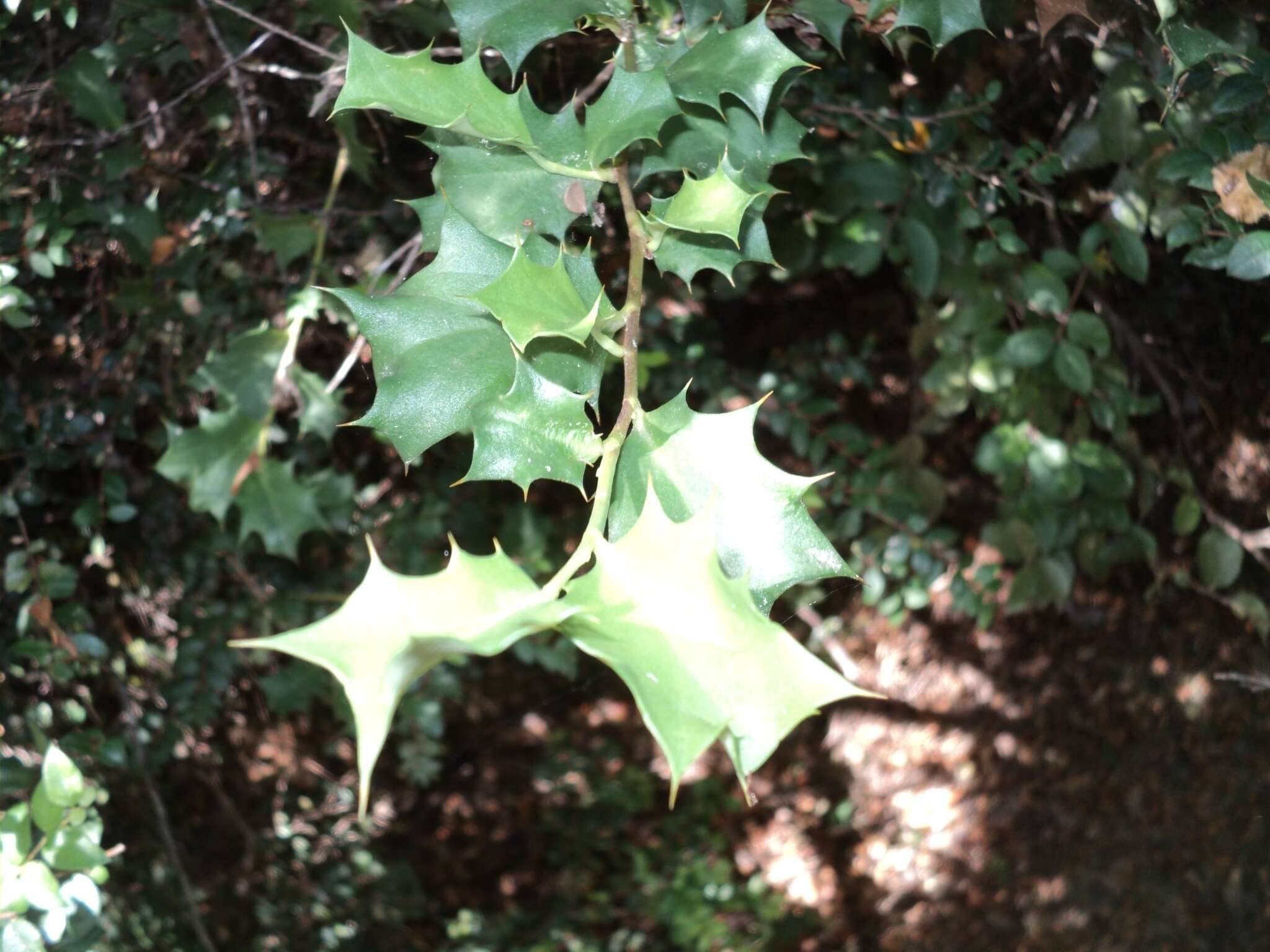 Griselinia jodinifolia (Griseb.) Taub.的圖片