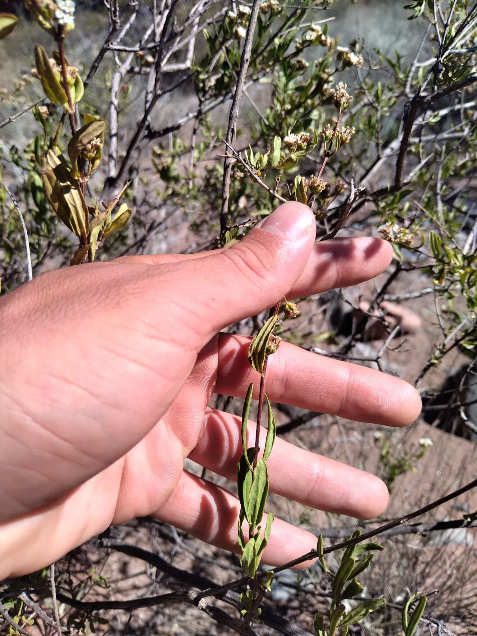 Plancia ëd Lippia integrifolia (Griseb.) Hieron.