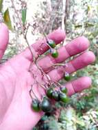 Image of Solanum madagascariense Dun.