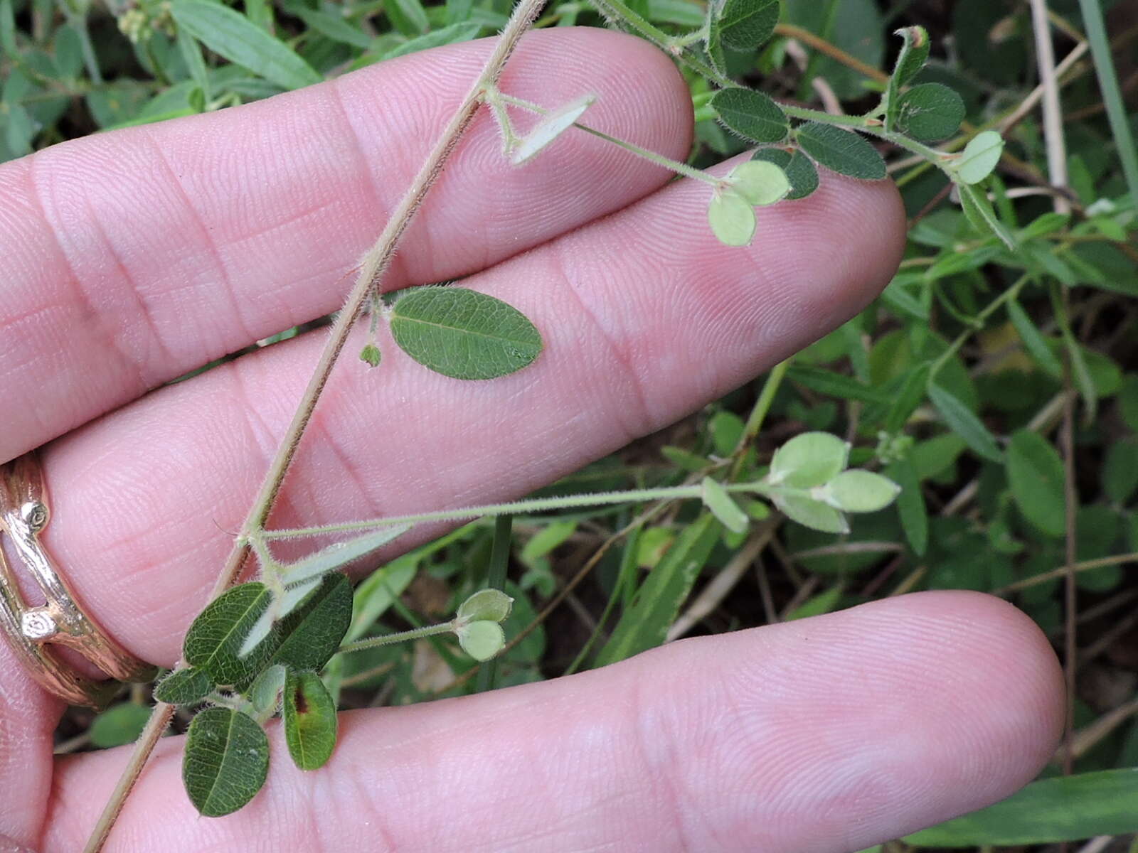 Слика од Lespedeza texana Britton