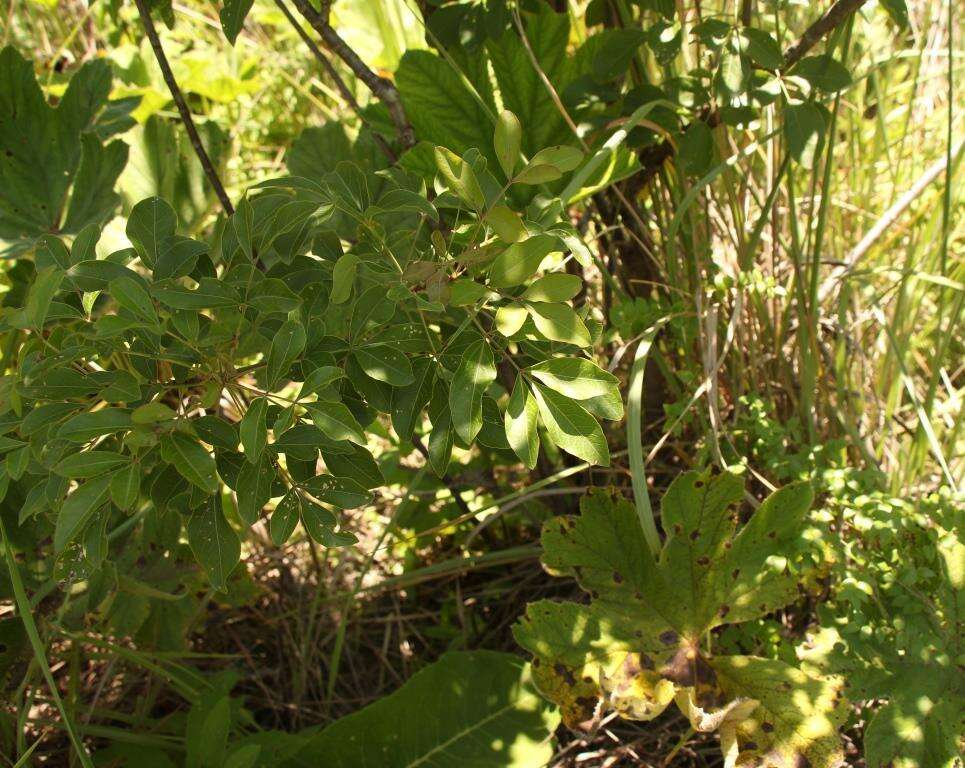 Image of Heteromorpha arborescens var. abyssinica (Hochst. ex Rich.) H. Wolff