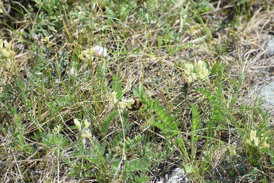 Image of field locoweed