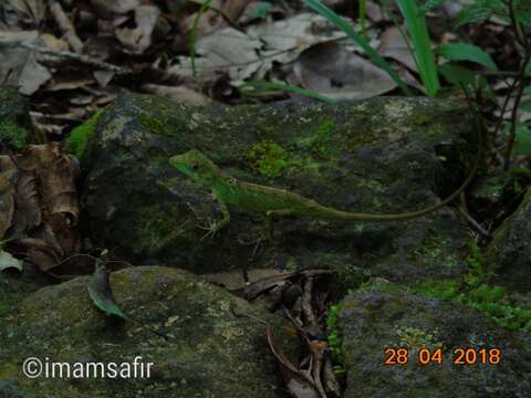 Image of Indonesian False Bloodsucker