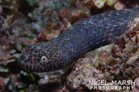 Image of Reef shallows seasnake