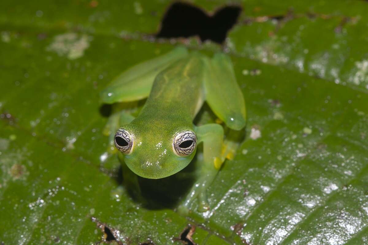 Image of Dwarf Glassfrog