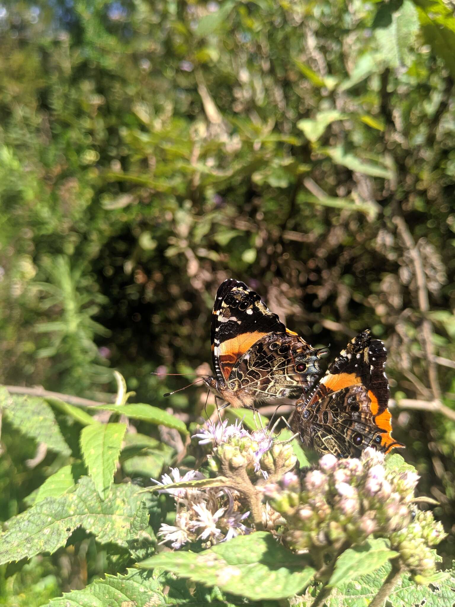 Слика од Vanessa dimorphica dimorphica