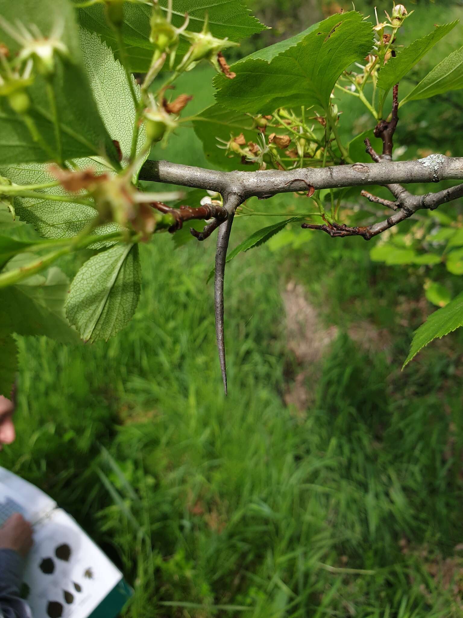 Plancia ëd Crataegus scabrida Sarg.