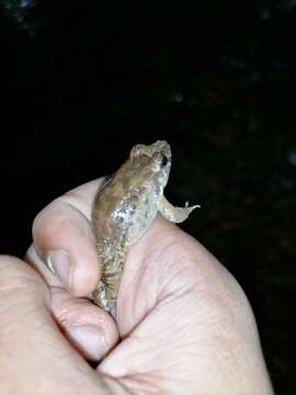 Image of Smooth-skinned ditch frog