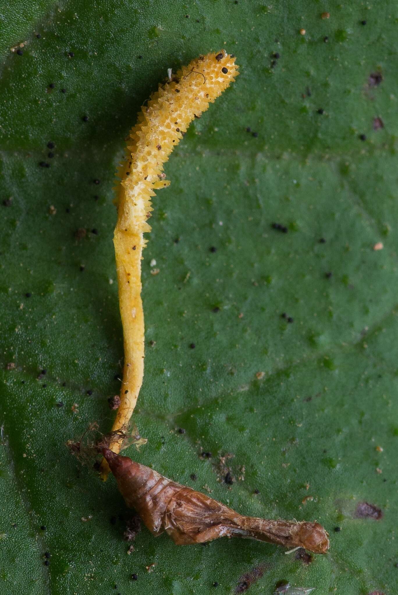 Image de Cordyceps bifusispora O. E. Erikss. 1982