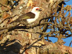 Image of Chaplin's Barbet