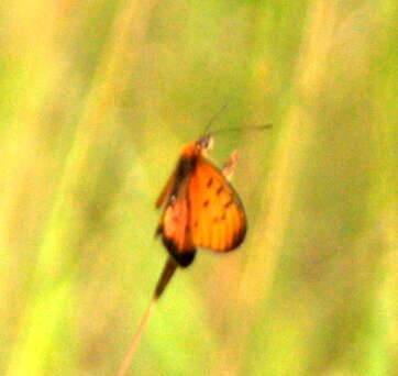 Acraea periphanes Oberthür 1893 resmi