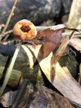 Image of Gastrodia kaohsiungensis